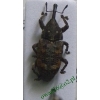 Pissodes castaneus (De Geer, 1775) Smolik znaczony